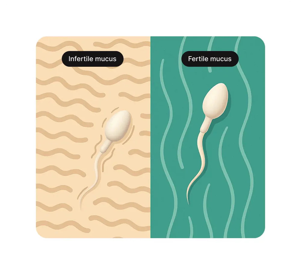 Master Your Fertility Confidence